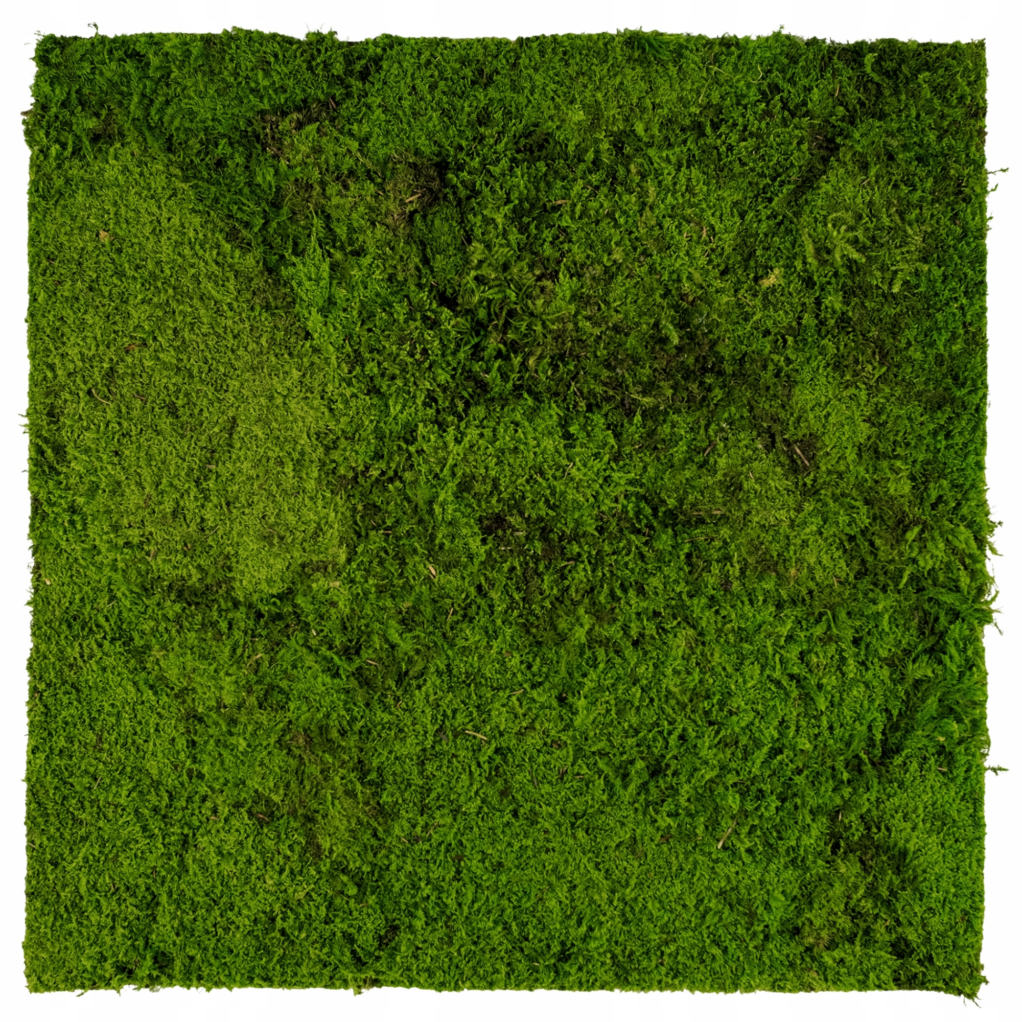 Panel z plochého mechu Zelená Stěna stěna z mechu Dekorace 50x50 cm