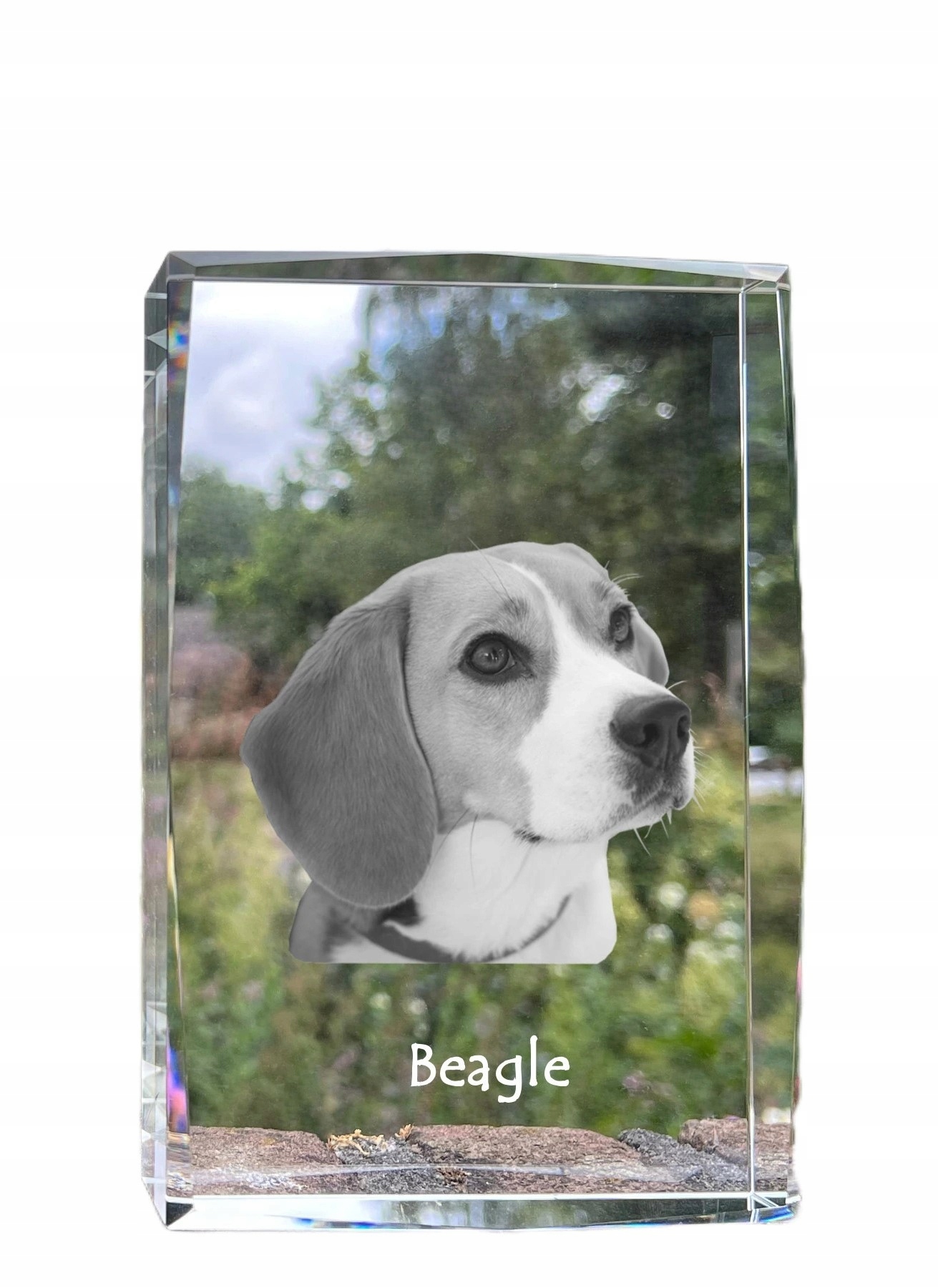 Beagle fotografia psa v kryštáli, suvenír, trofej, poďakovanie, soška