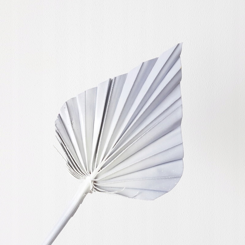 Palma strzałka szaro biała Miła Odmiana