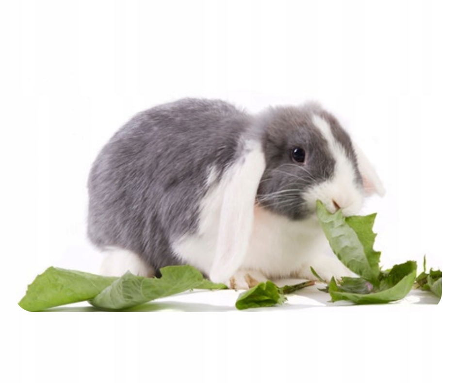 USZATKOWE PYSZNOŚCI - Mieszanka codzienna 1kg Dla królika Waga produktu 1 kg