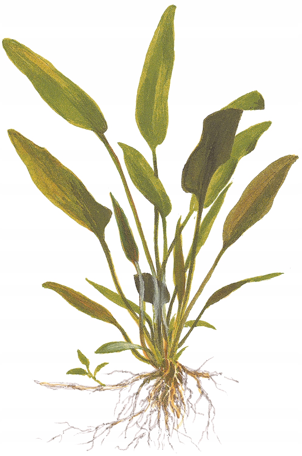 Cryptocoryne x willisii-TROPICA (корзина)