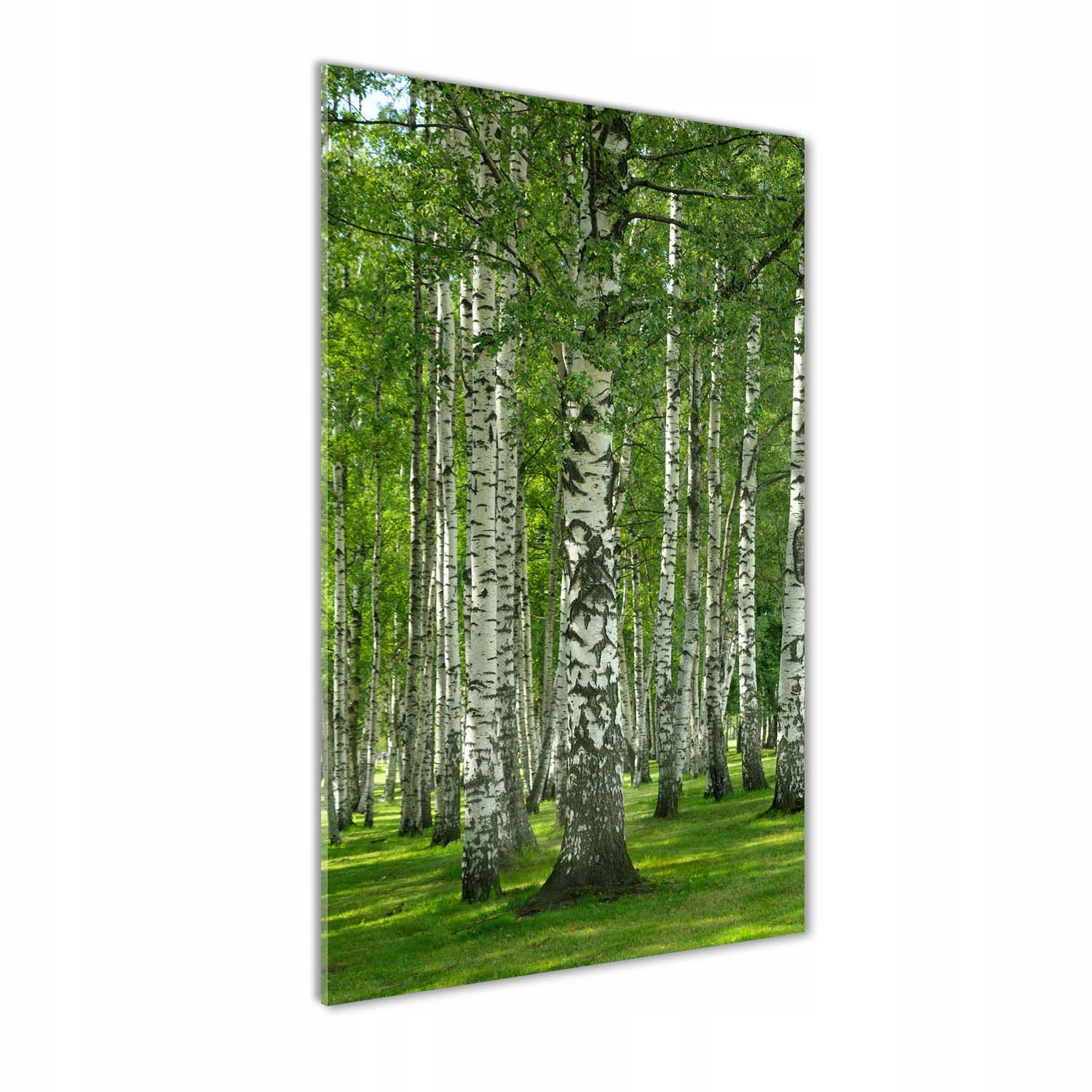 

Nowoczesny fotoobraz akrylowy Las brzozowy 70x140