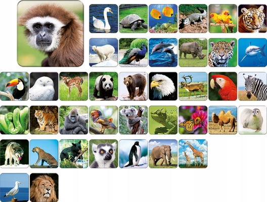 Memory Zoo Gra planszowa Typ Podstawa