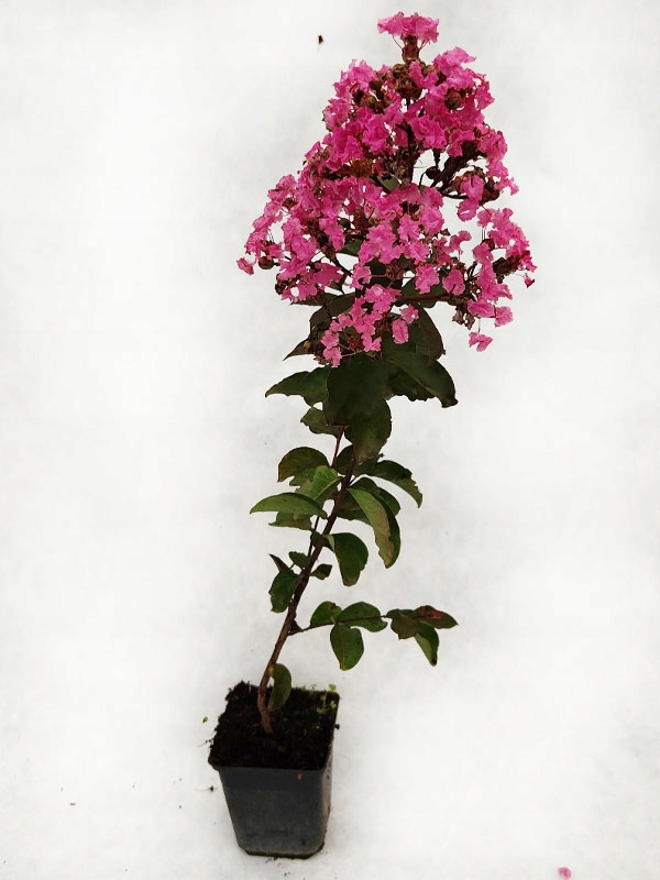 INDIAN LAGERSTROEMIA PINK DER AM LÄNGSTEN BLÜHENDE STRAUSCH DER WELT Blütenfarbe rosa