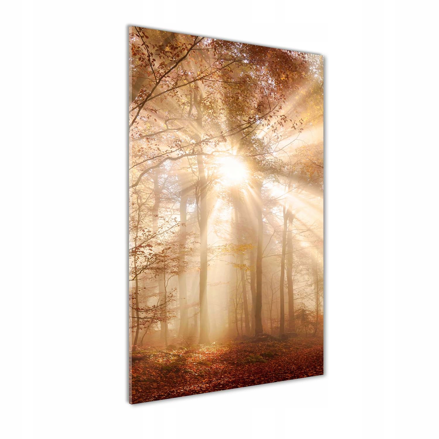 

Nowoczesny fotoobraz akrylowy Las jesienią 60x120