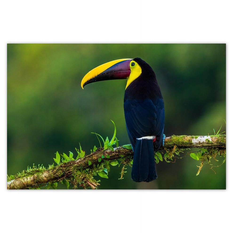 

Plakaty 60x40 Ptaki Ptaszki Ptactwo