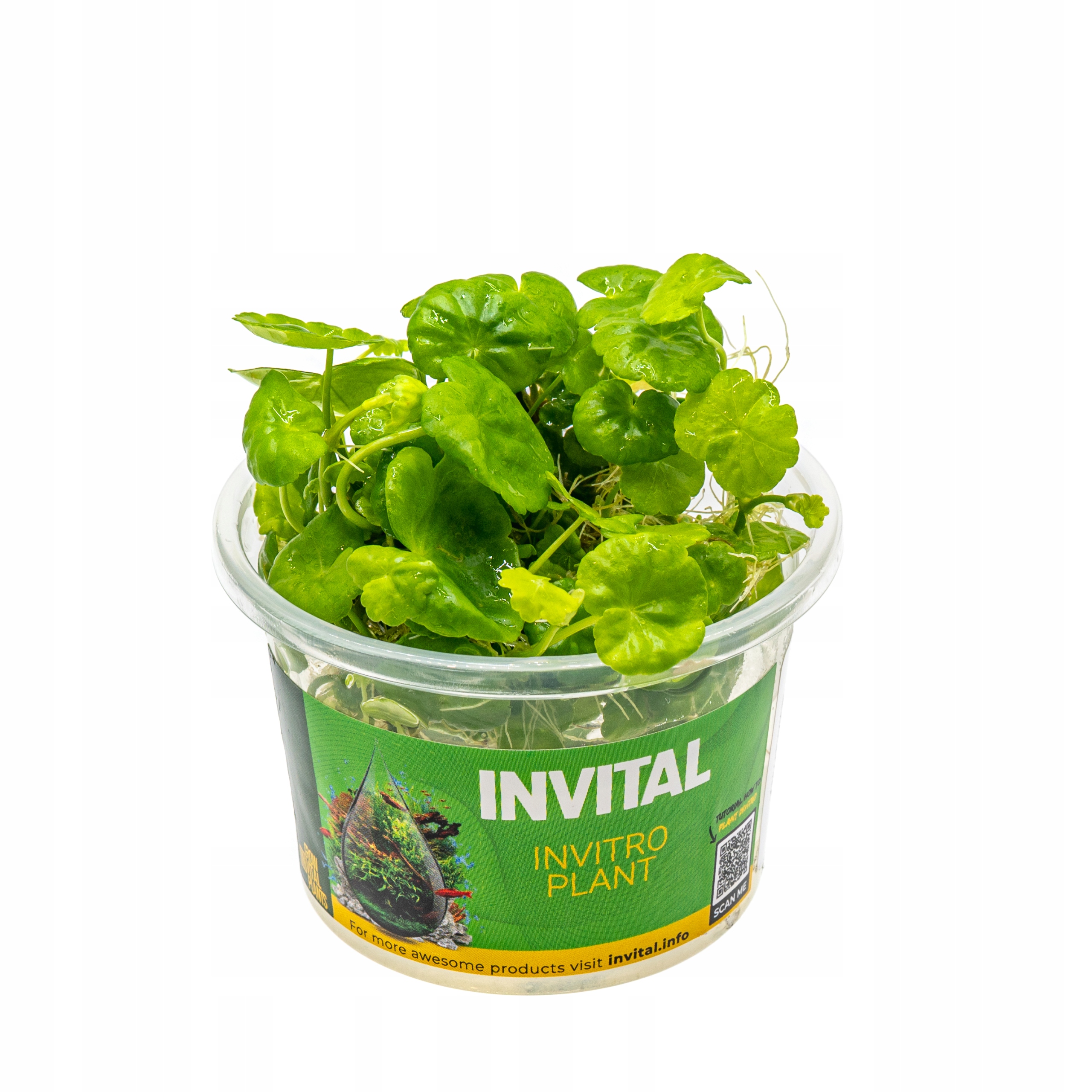 INVITAL Hydrocotyle leucocephala in vitro Ø 7 cm