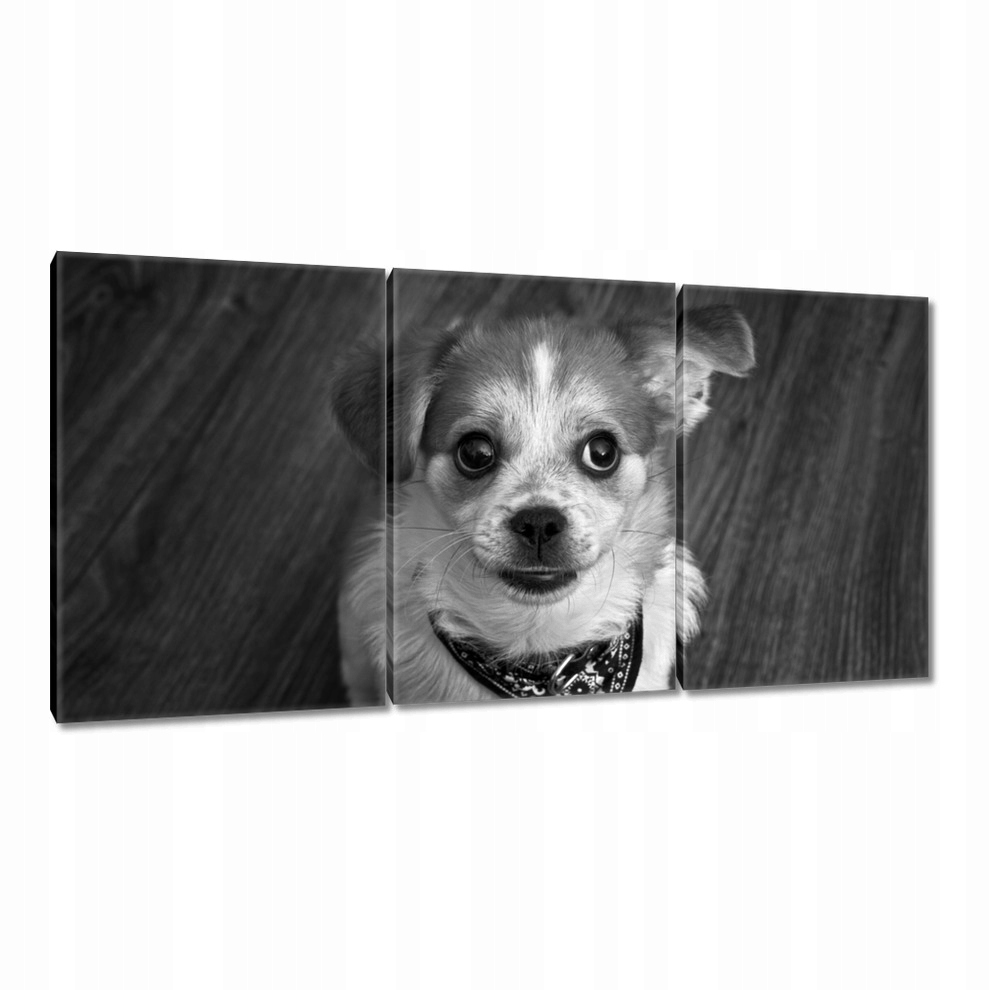 

Obrazy 120x60 Piesek w opasce