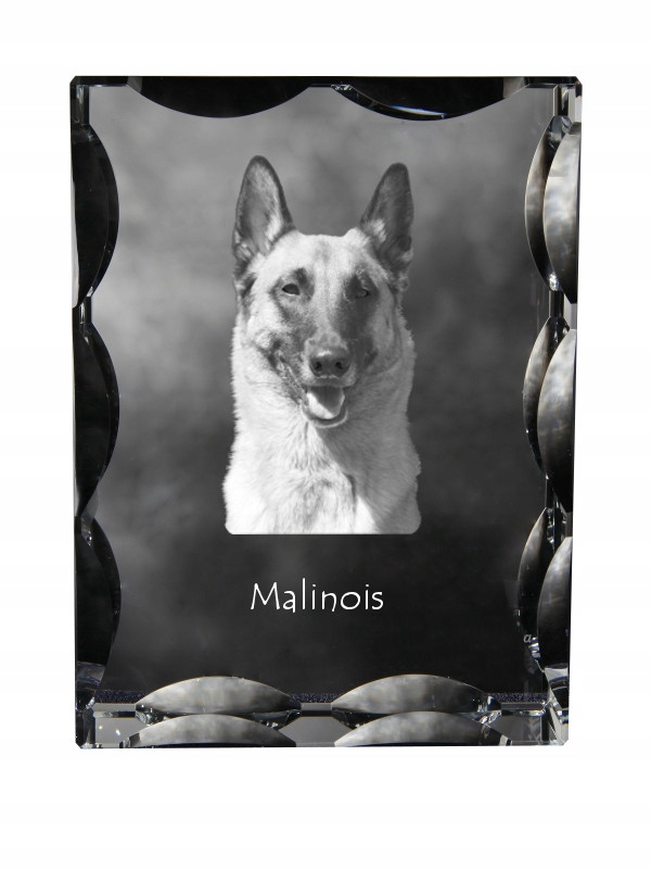 Malinois Owczarek belgijski kryształ ze zdjęciem psa, szklana statuetka z