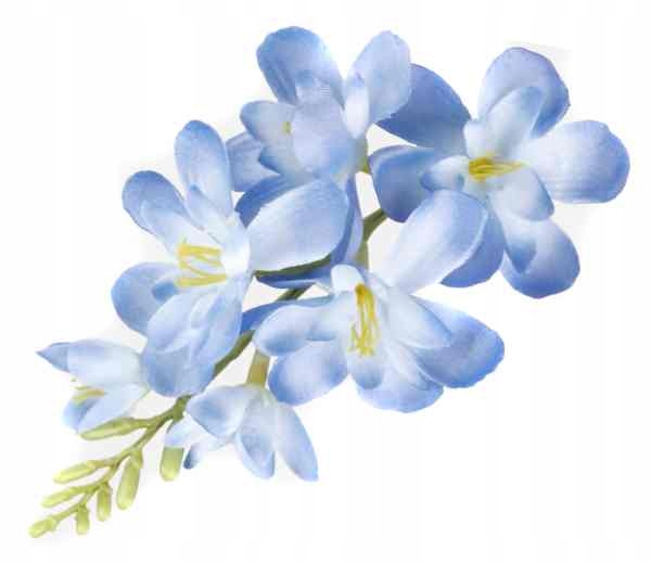 

Frezja mięsista główka kwiat Blue