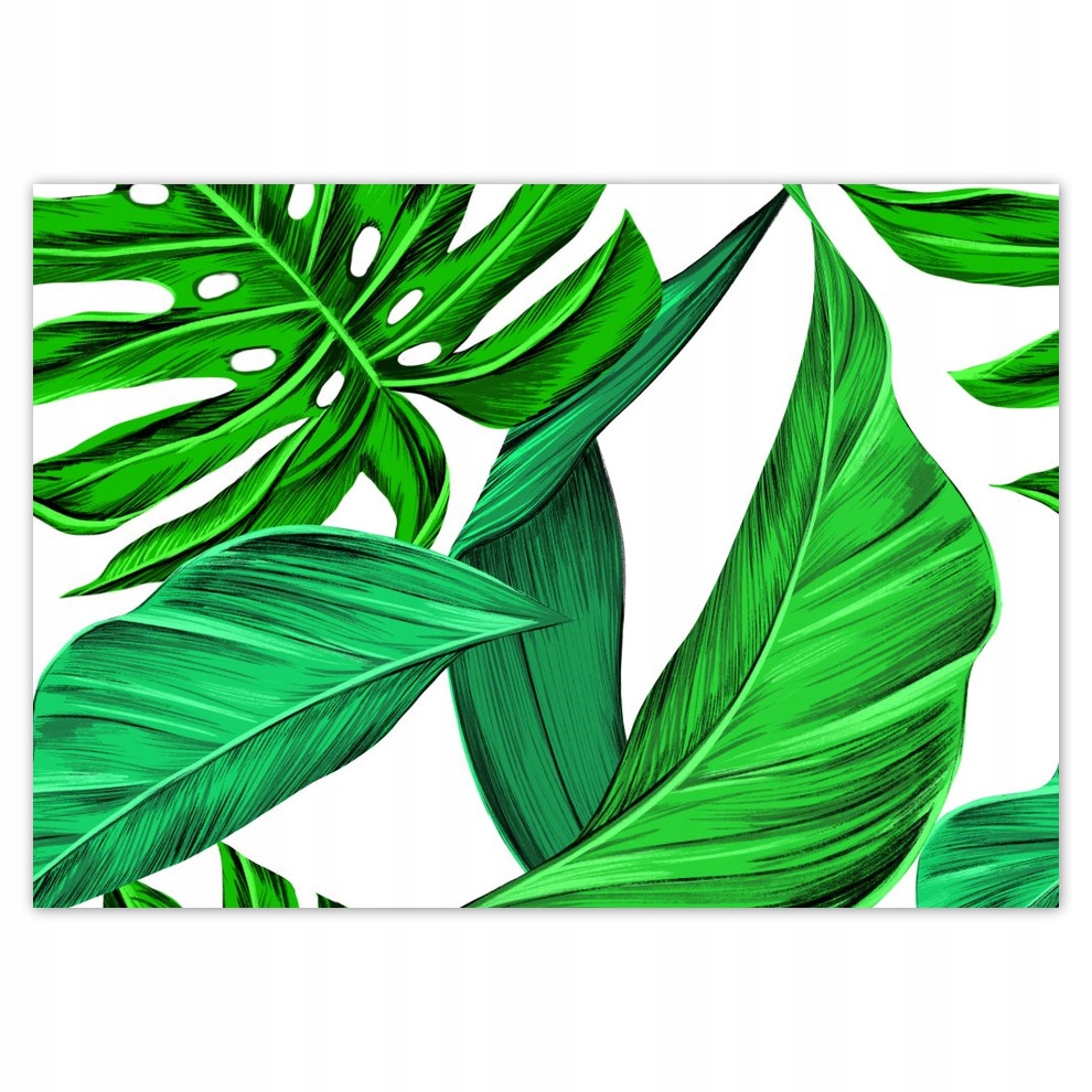 

Fototapety flizelina 208x146 Monstera Tropiki