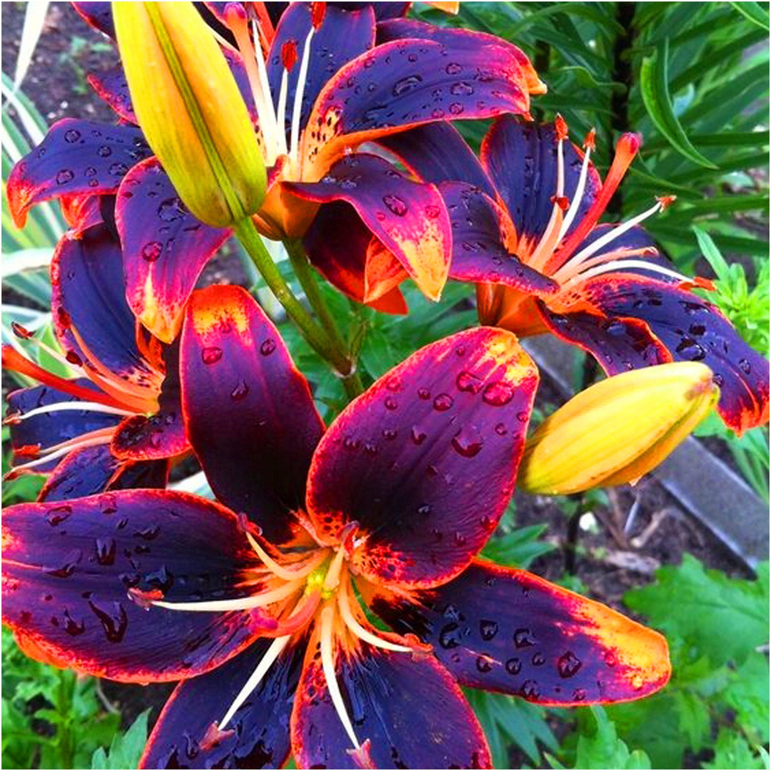 LILIA AZJATYCKA FOREVER SUSAN cebulki 1 szt. + GRATIS