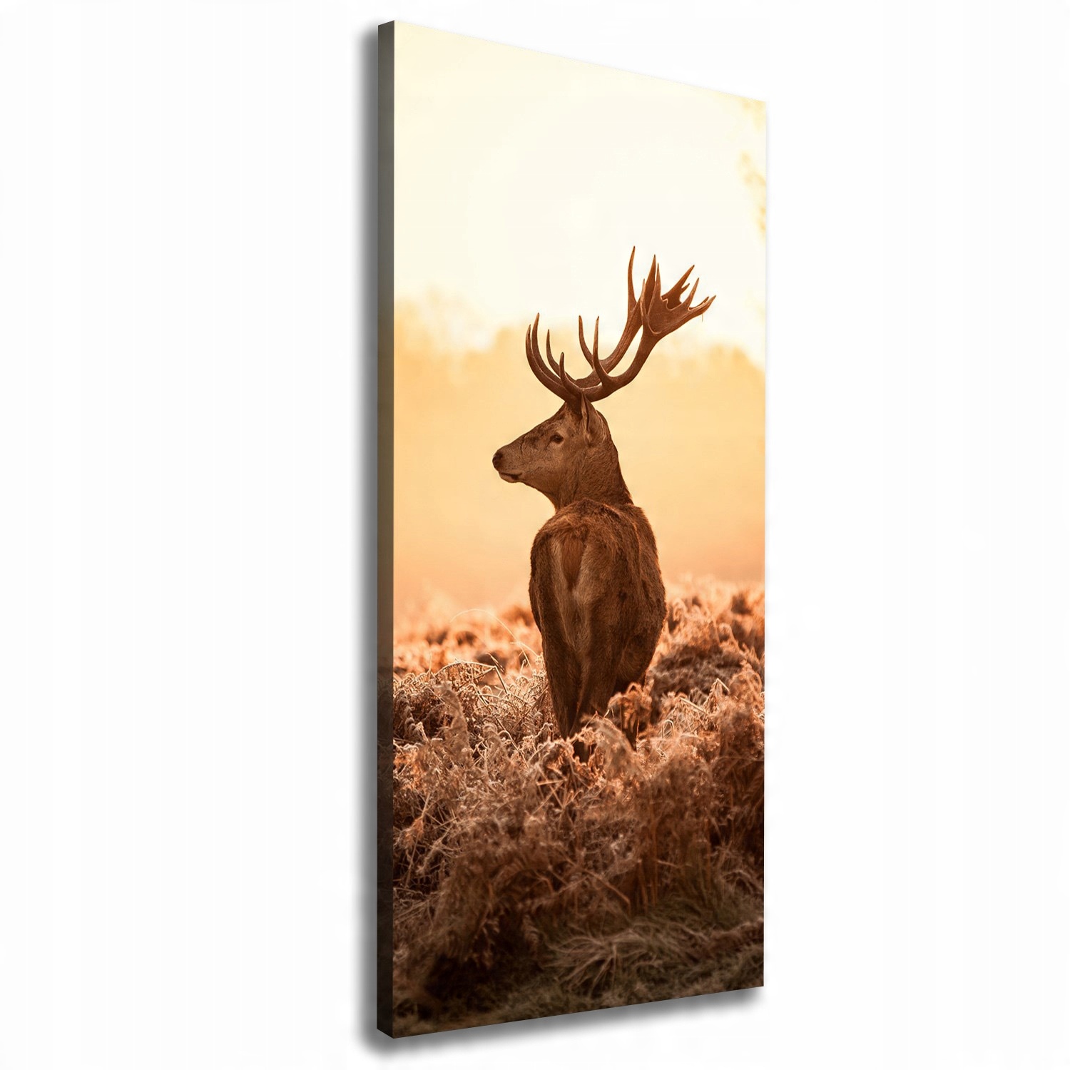 

Foto obraz na płótnie Jeleń wschód słońca 50x125cm
