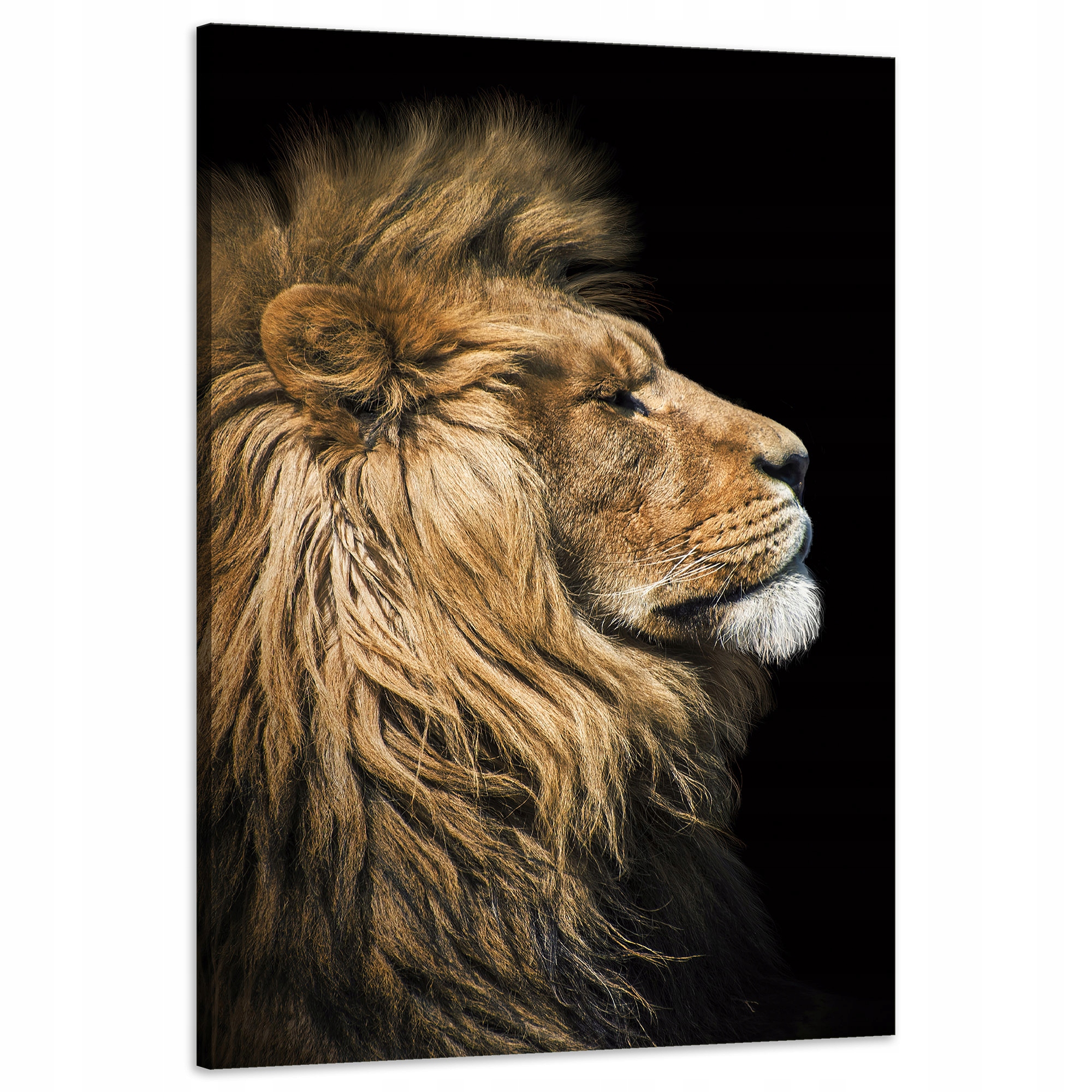 Obraz na plátně Portrét lva bokem Divočina Příroda 60x90 cm