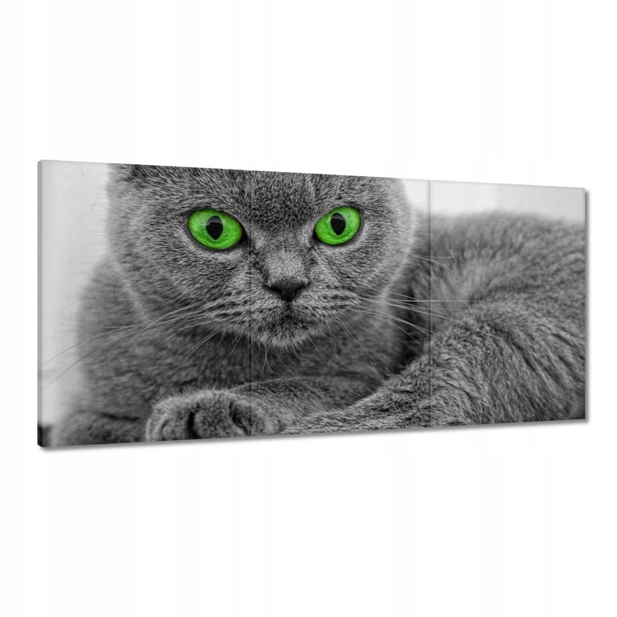 Obrazy 180x90 Mačka so zelenými očami