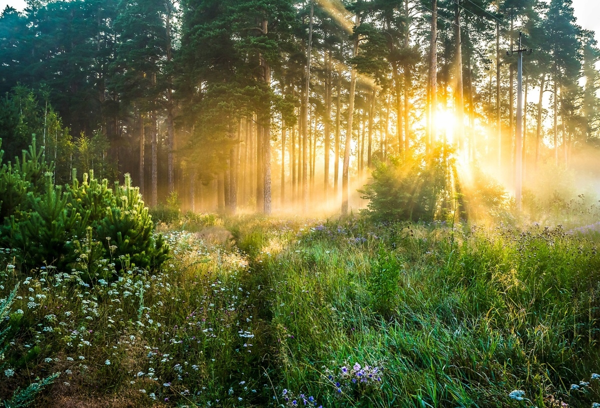 

Fototapeta Flizelinowa Las - 104x70