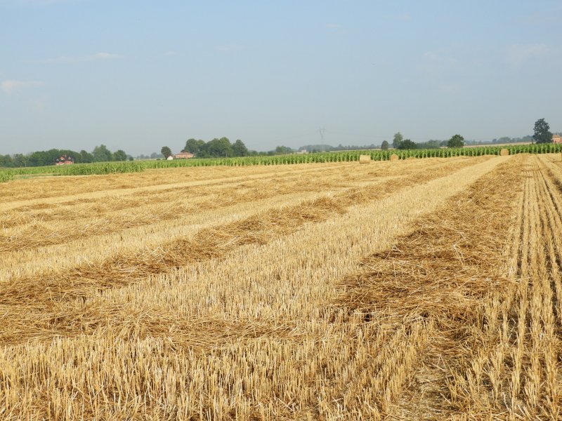 SŁOMA ŚCIÓŁKA DLA KURY NIOSKI DUŻA KOSTKA XXL 240l Marka inna