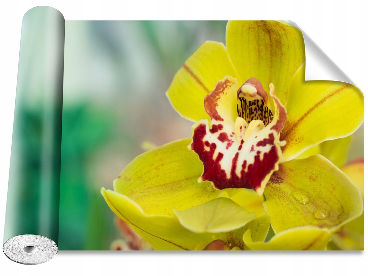 

Tapeta Samoprzylepna Żółta orchidea 416x254