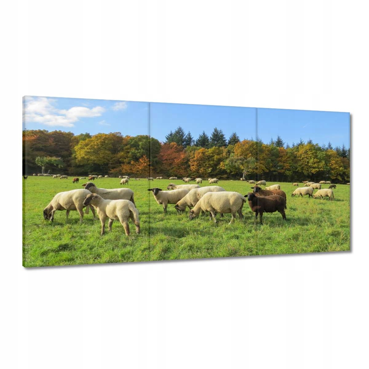 Obrazy 180x90 Pasenie oviec Ovce