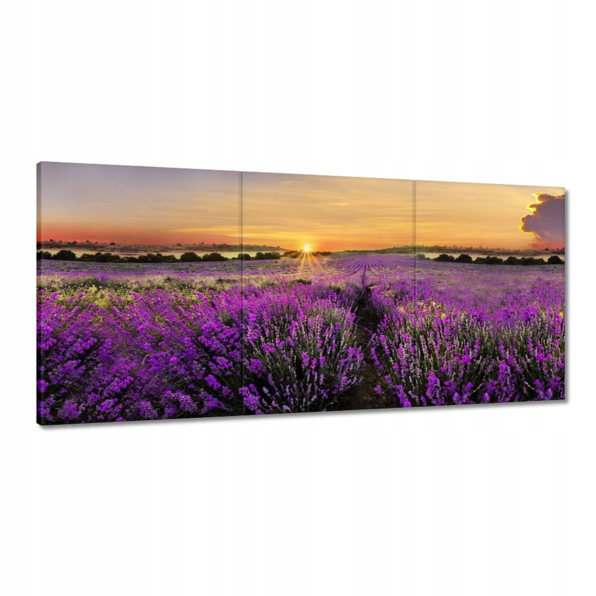 Obrazy 210x100 Levanduľa Západ slnka