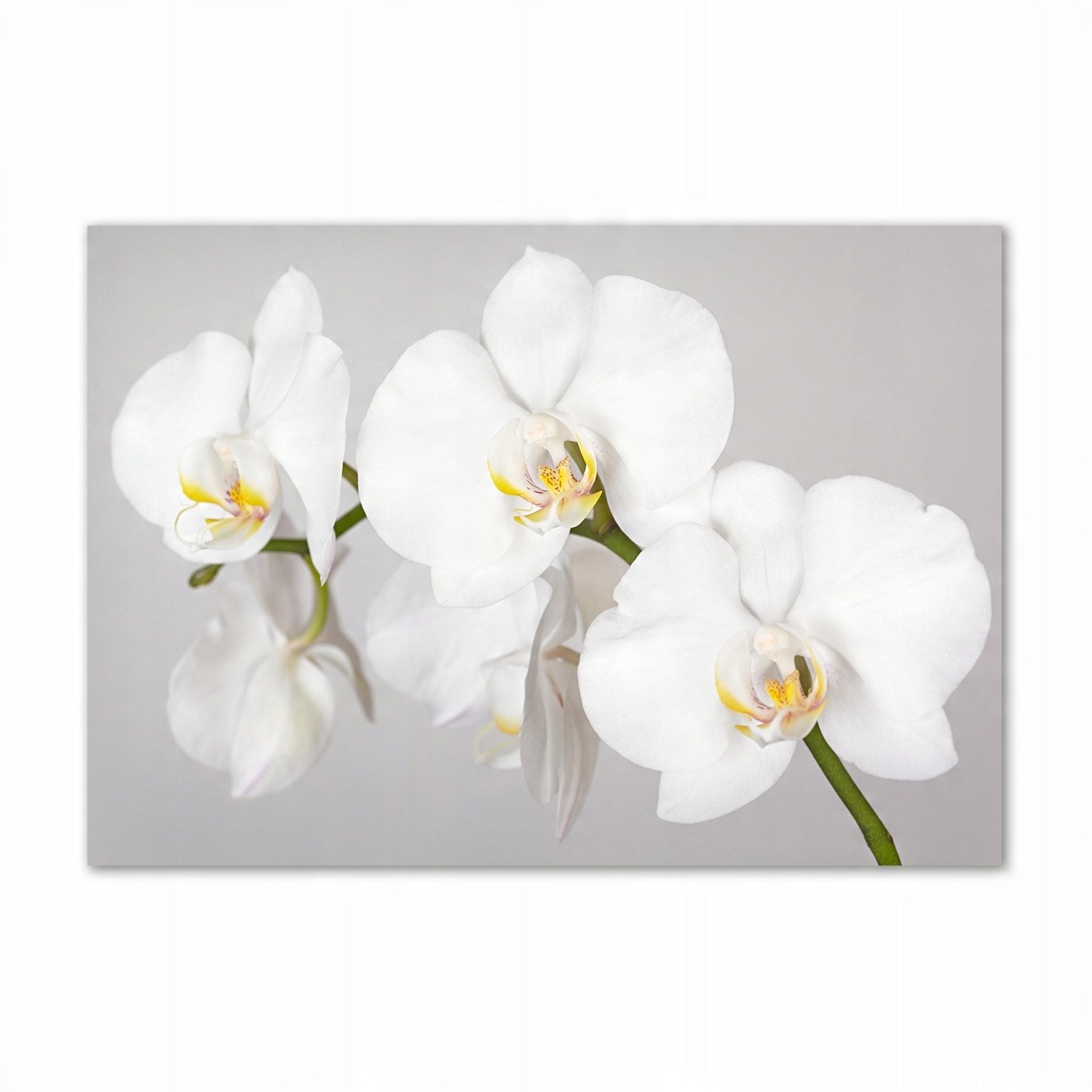 

Foto obraz szkło hartowane Orchidea 100x70