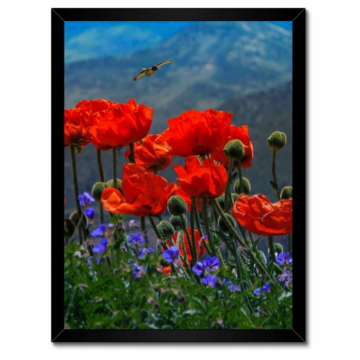 Plakáty v rámu 30x40 Červené máky Květiny
