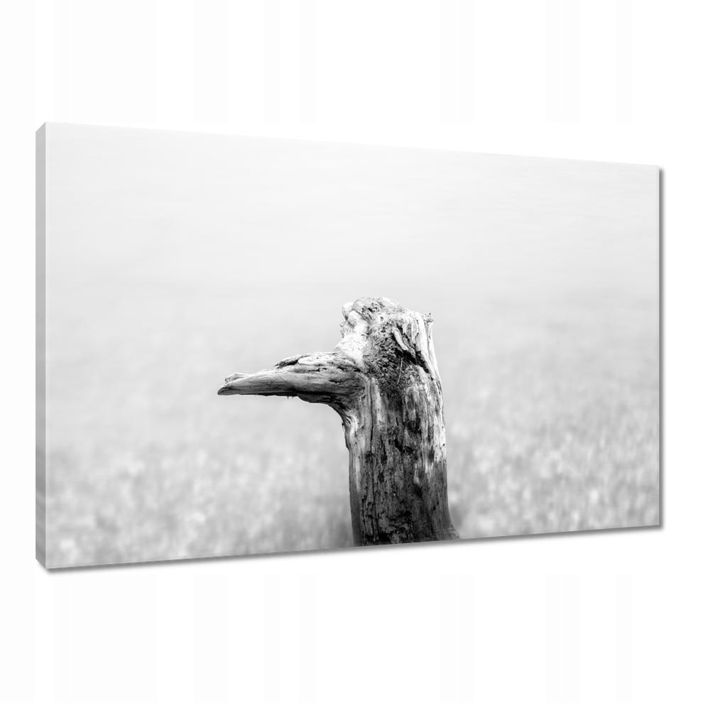 

Obrazy 90x60 Plaża Korzeń Piasek