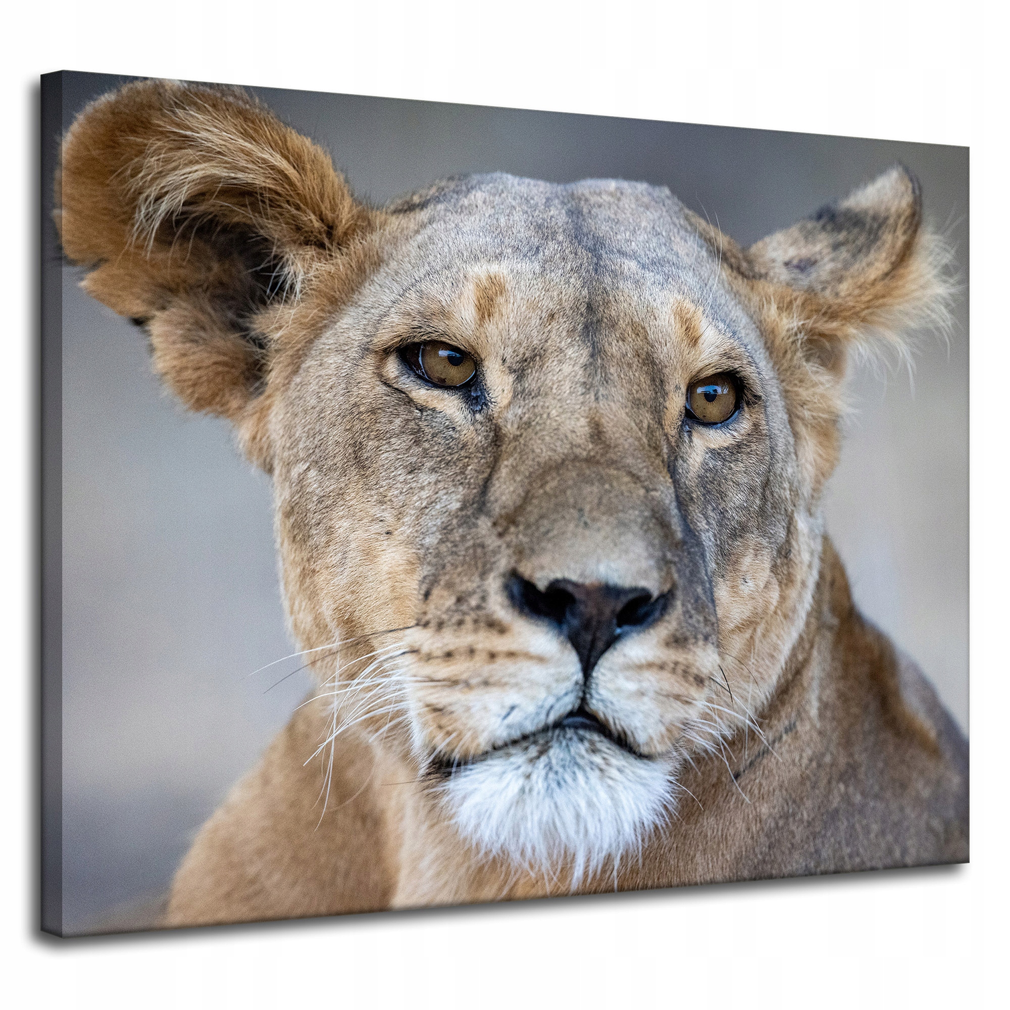 Obraz Canvas Zvířata Africký lev 100x80 cm