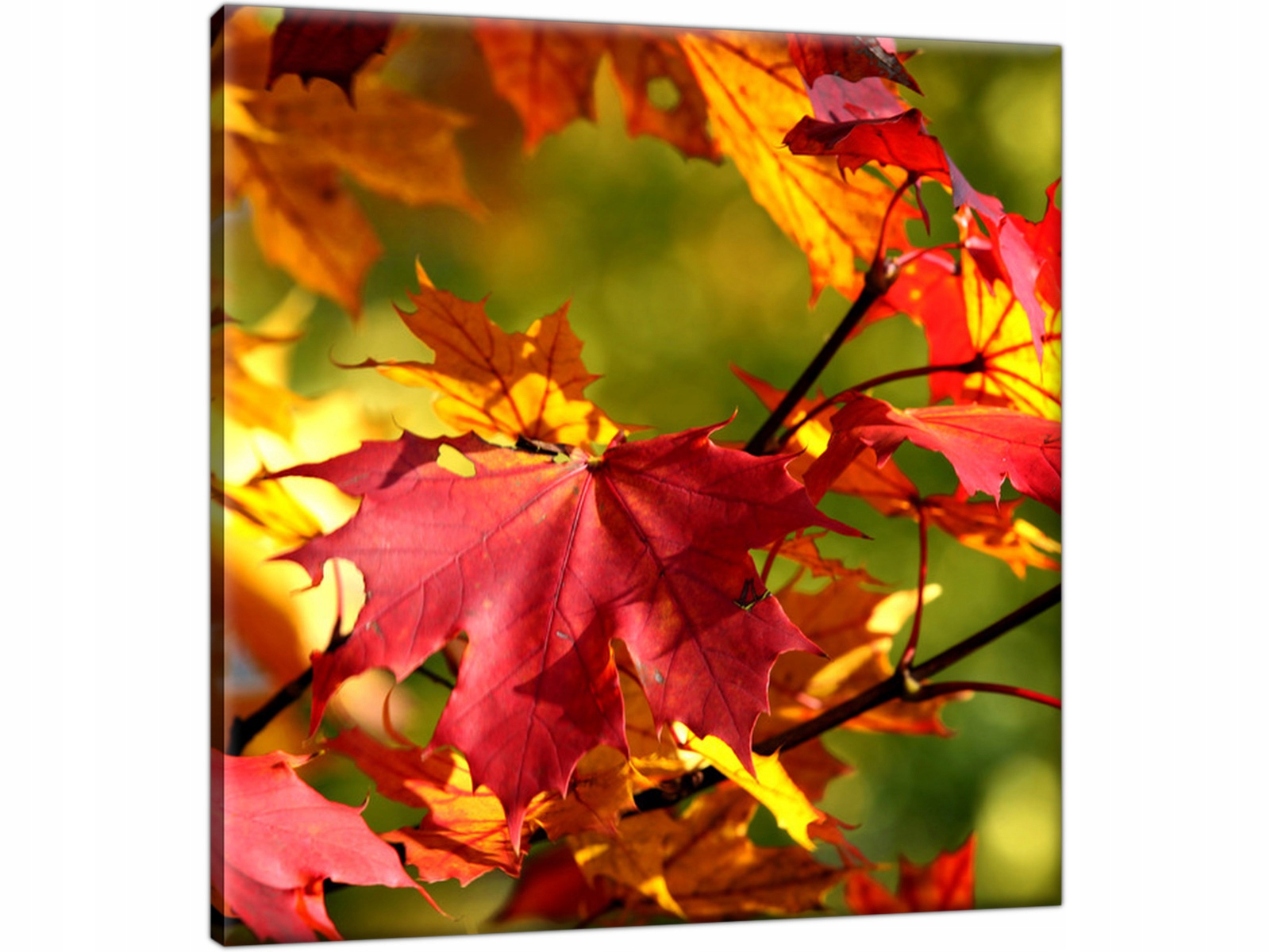 

Obraz Jesień 50x50 do hotelu motelu restauracji