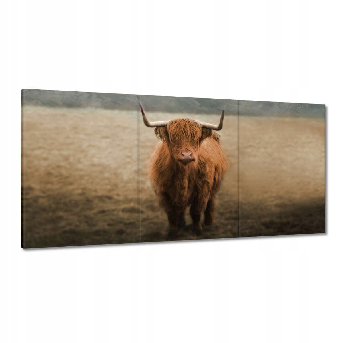 Obrazy 180x90 Ako Rohový Hovädzí dobytok Rohy