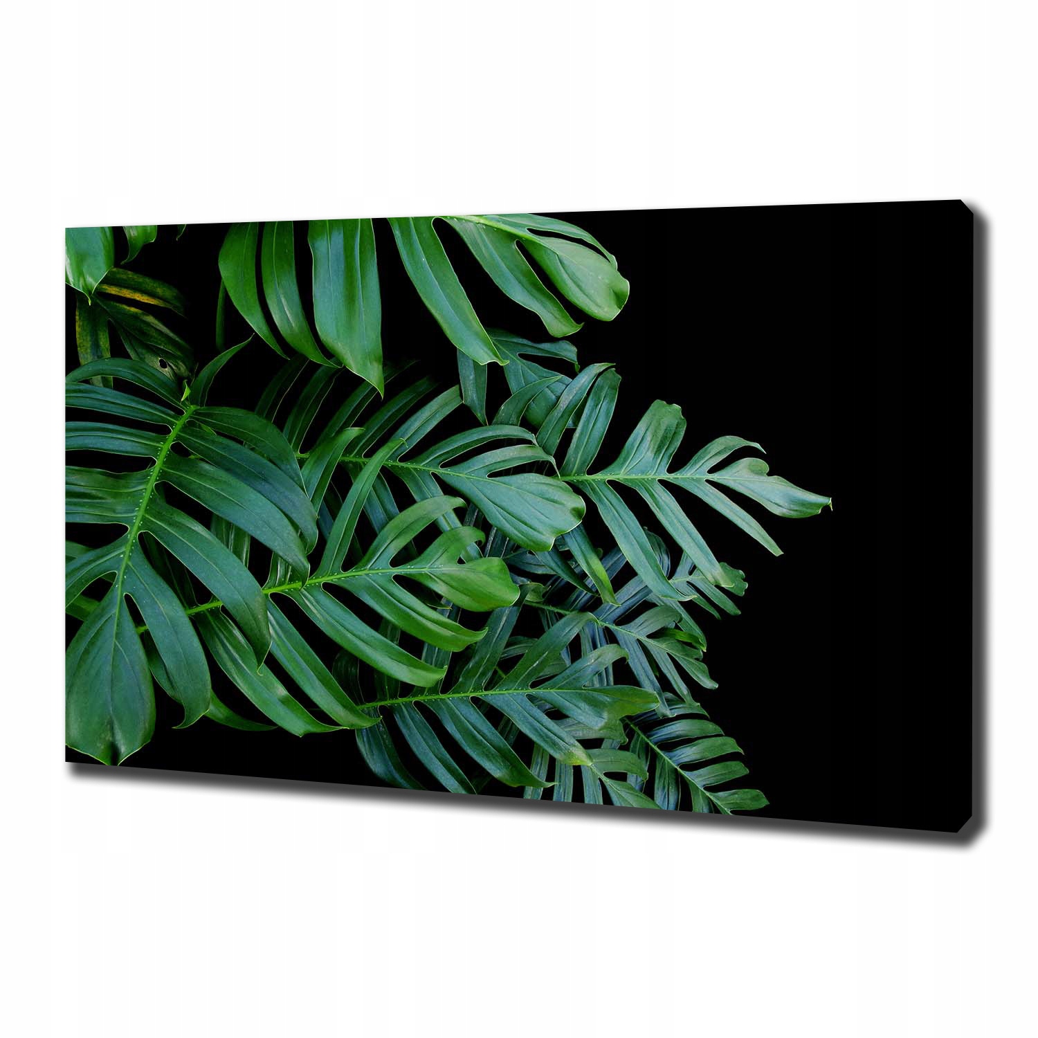 

Foto obraz canvas na ścianę Monstera 100x70 cm
