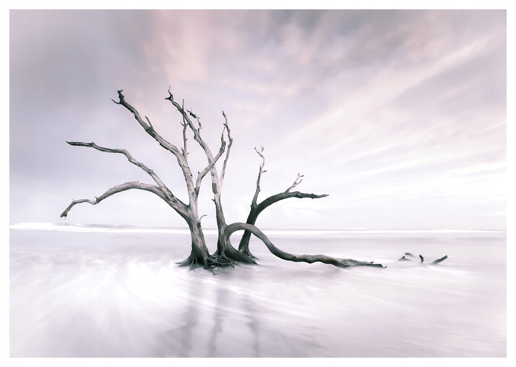 Fototapeta Strom v mlze, šedo-modrá, vinylová 254x184 lepidlo