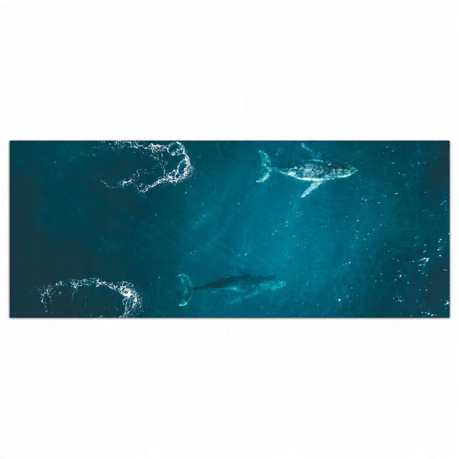 

Obraz na szkle Foto Wieloryb Ocean Morze 125x50