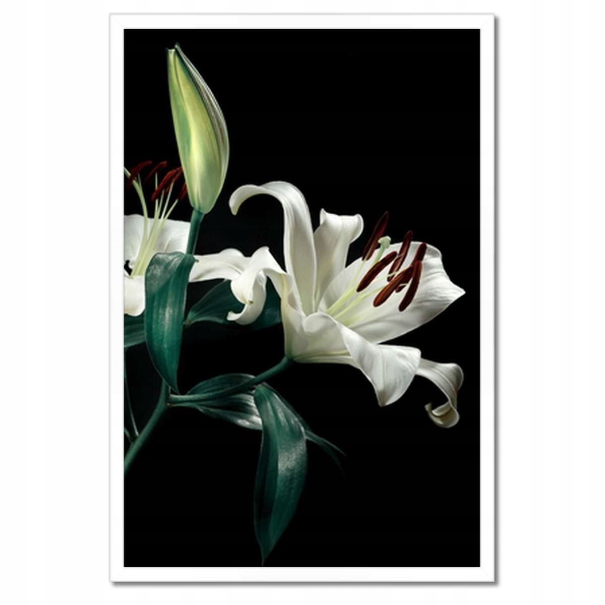 Plakáty v rámu 40x60 Krásná bílá lilie