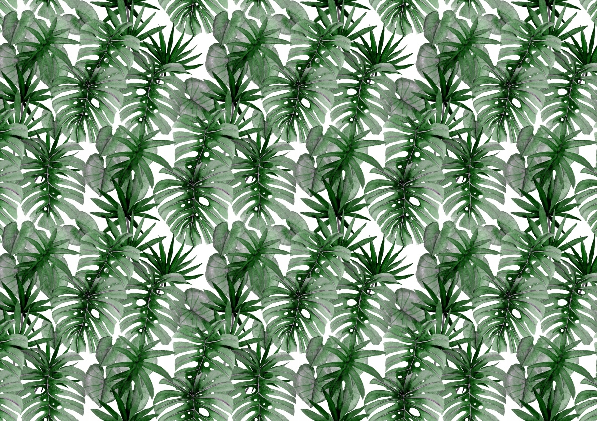 

Tapeta Flizelinowa Tropikalna Monstera 208x146