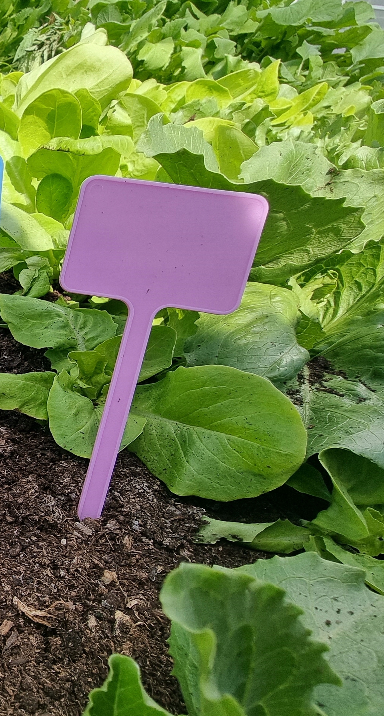 

Tabliczki etykiety do roślin fioletowe 100szt.