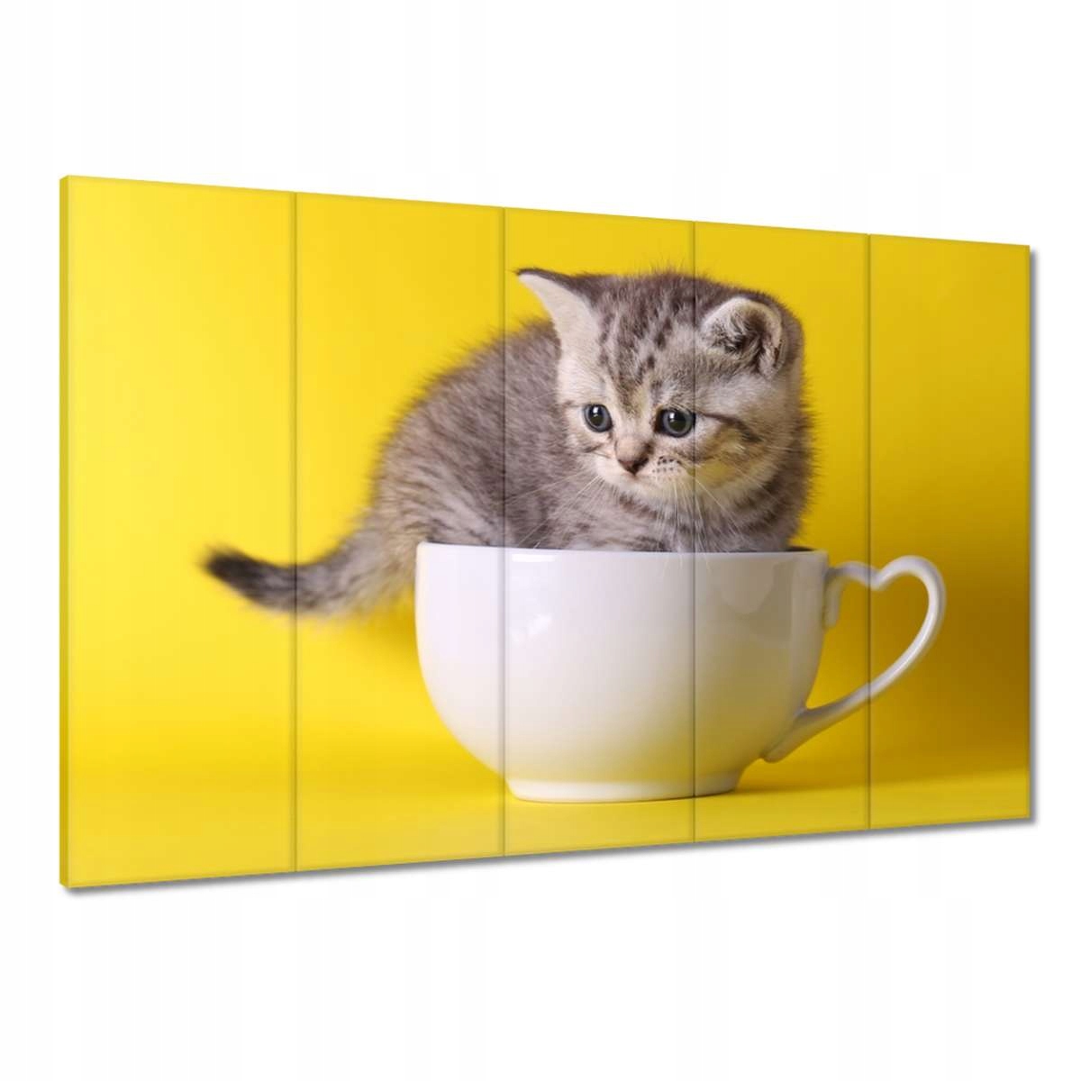 Obrazy 100x70 Kočka Kotě Kočky Kočka