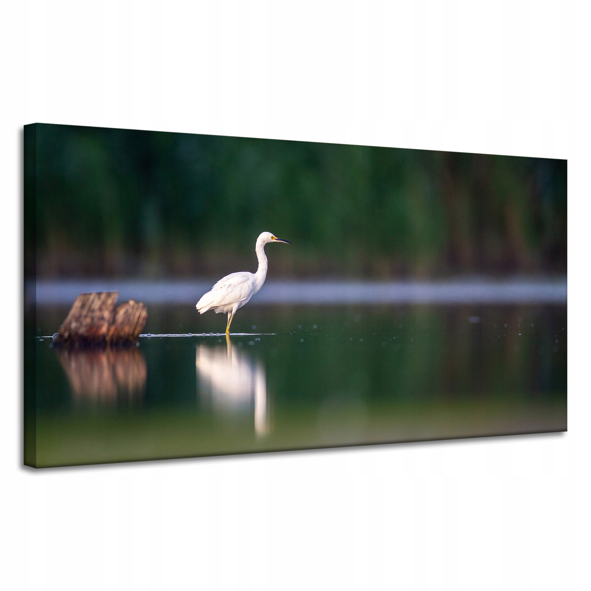 Obraz Canvas Zvířata Čapla Bílý pták 120x60 cm