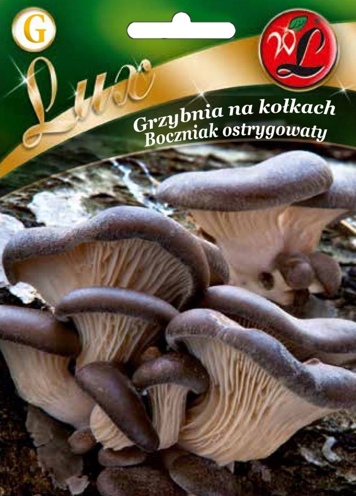 

Boczniak Ostrygowaty grzybnia na kołkach 20szt.
