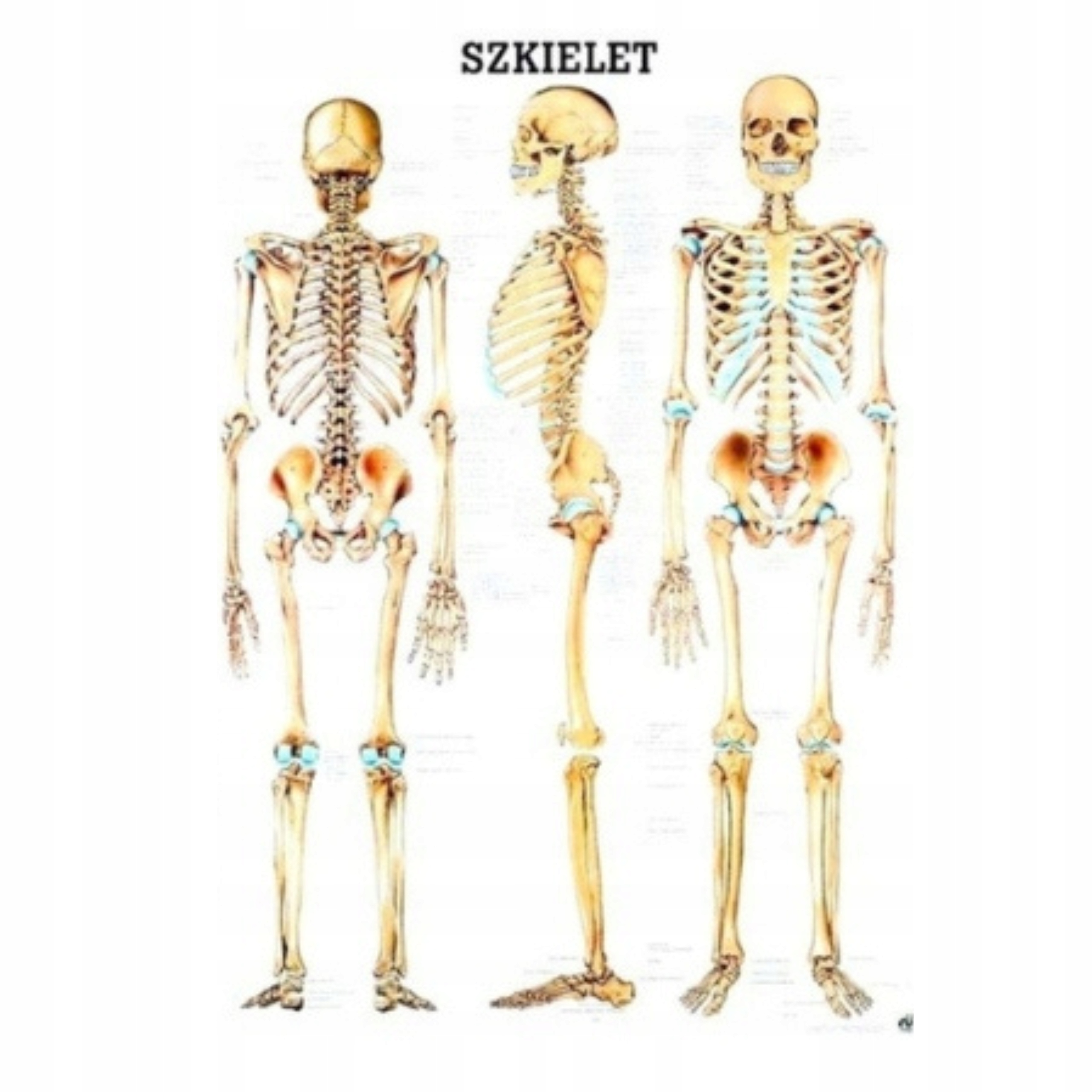 Tablica Anatomiczna Szkielet Człowieka Laminowana Język Polski Usztywniana