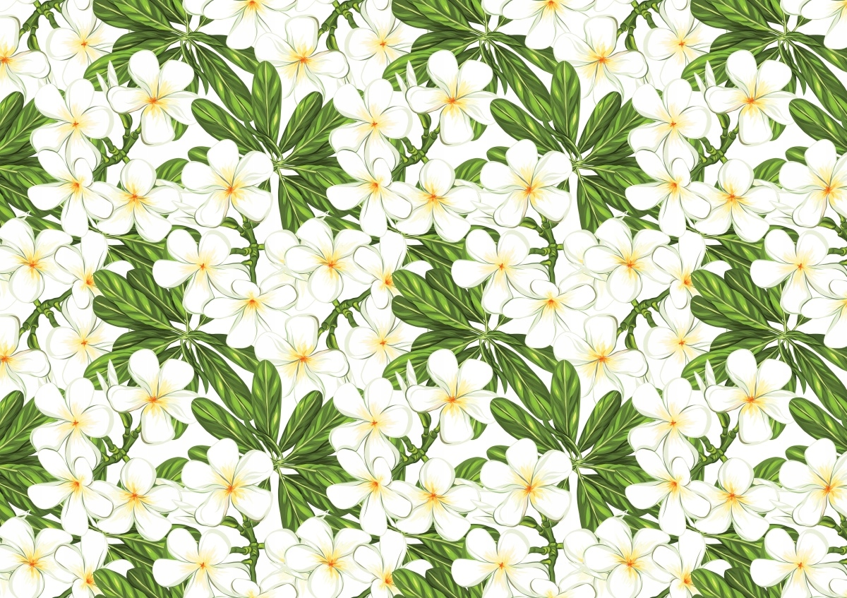 

Fototapeta Flizelinowa Plumeria Kwiaty 312x219