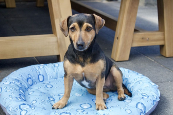 Levně Chladicí podložka pro psa Donut Bubble Nobby 66 cm