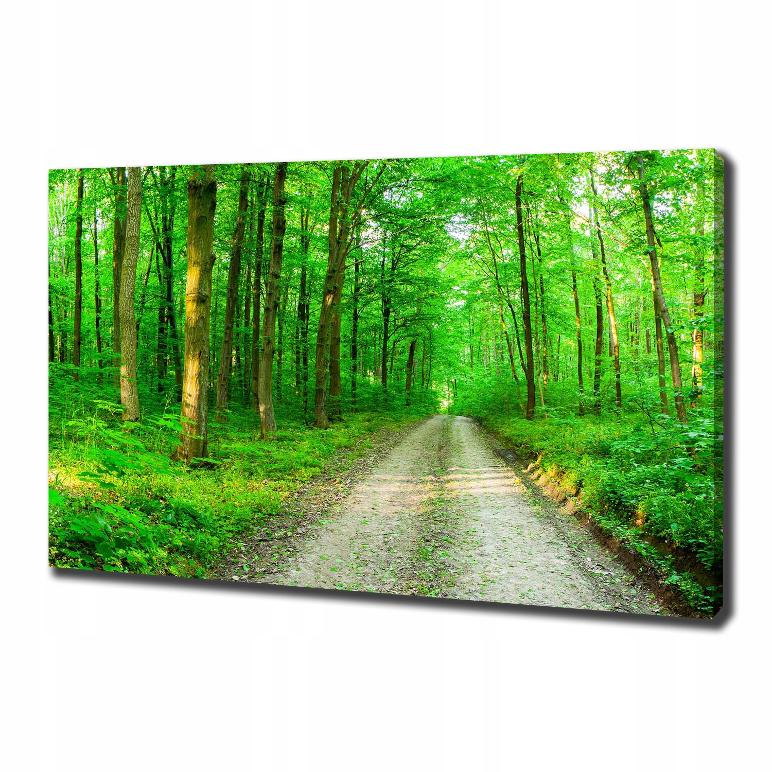 

Foto obraz na płótnie Drzewa w lesie 100x70 cm