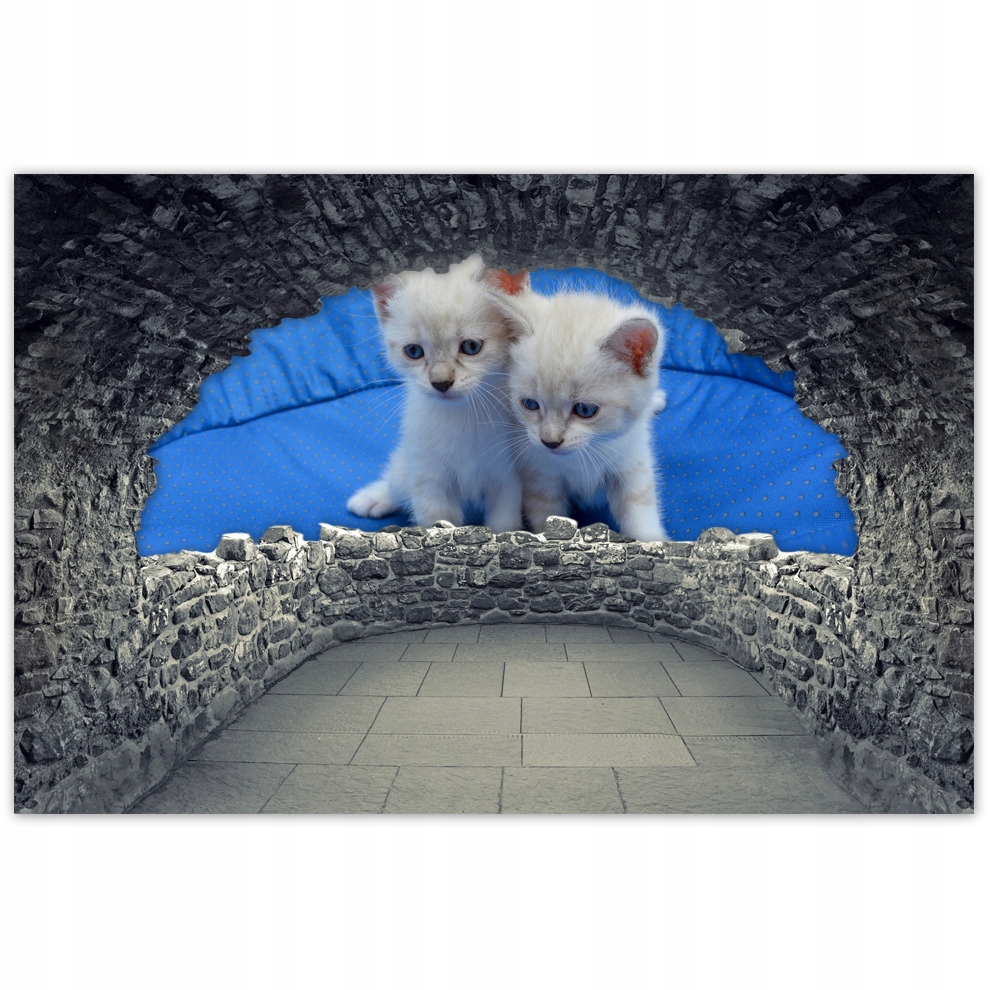 

Plakaty 120x80 Wesołe Kociaki Kocięta
