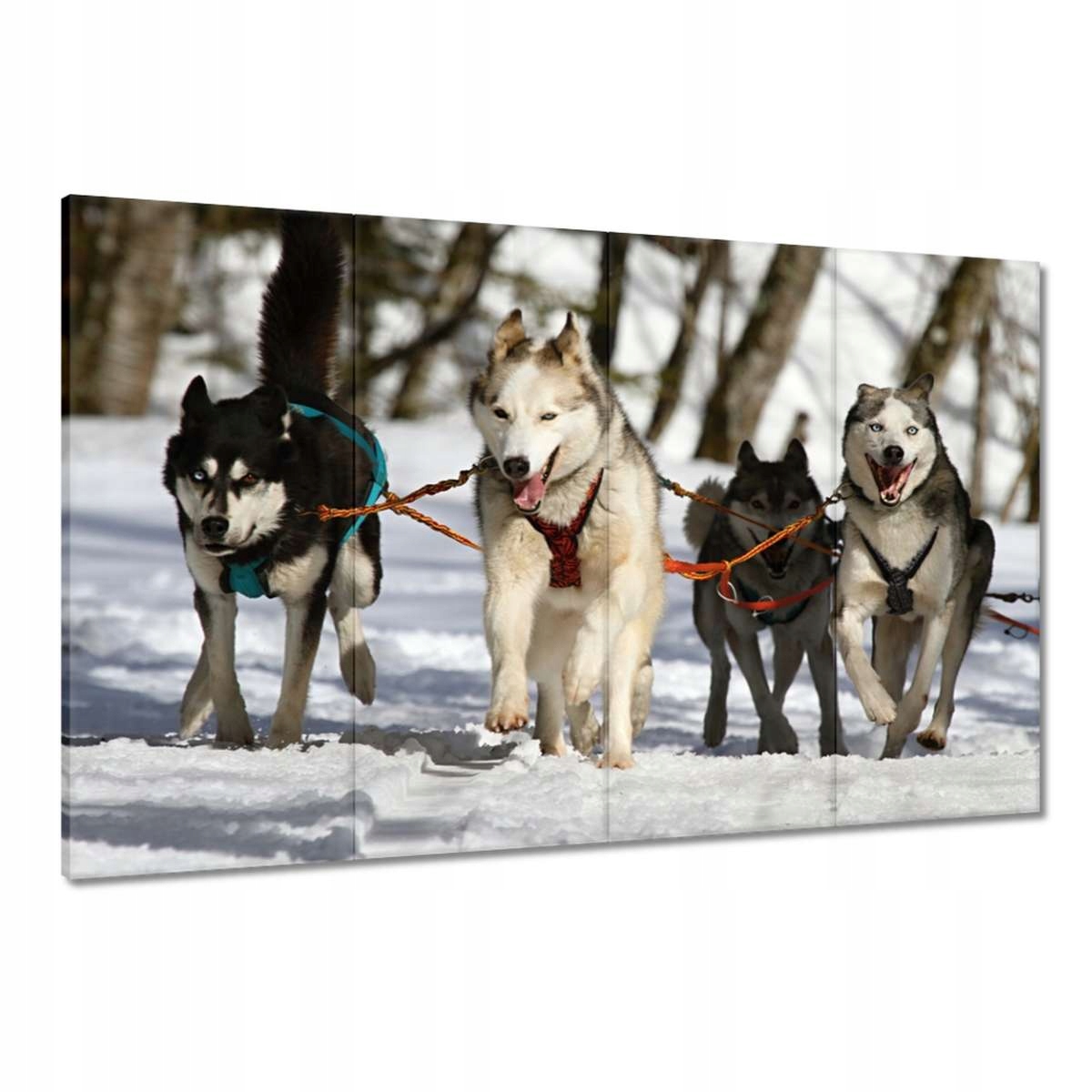Obrazy 120x80 Psí spřežení