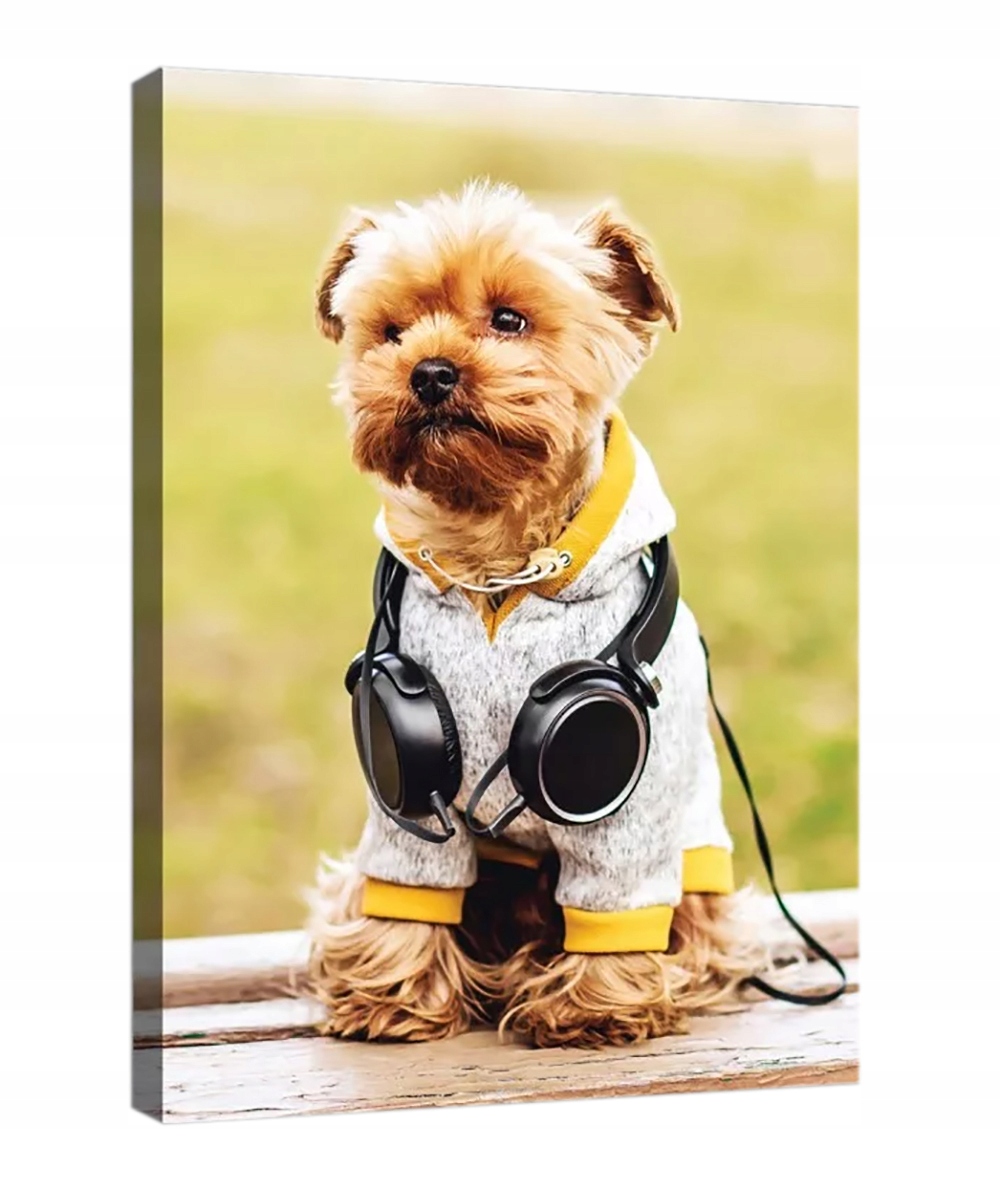 Obraz Na Plátně Canvas 60x80 Pes York Hudba