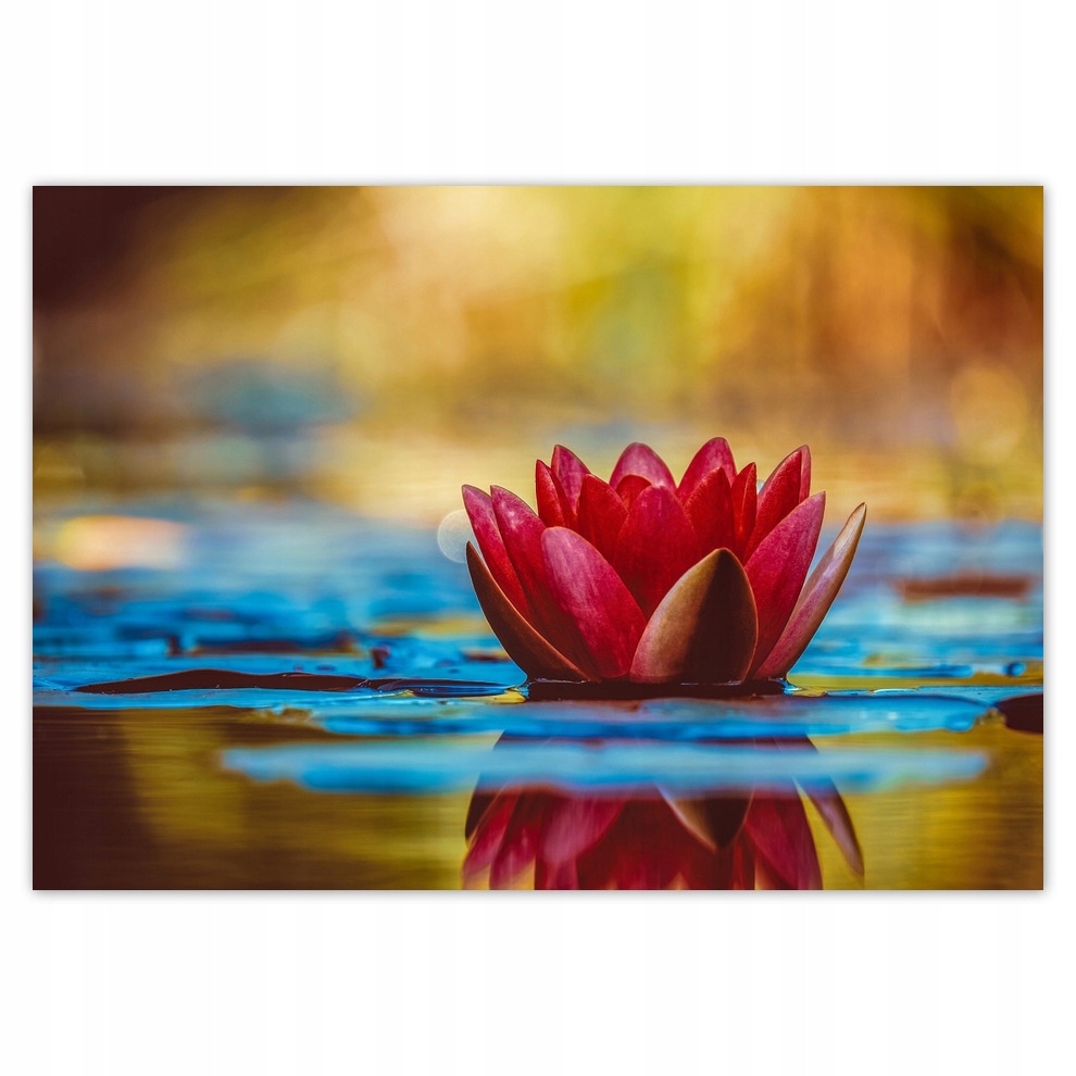 

Fototapety flizelina 416x290 Lilia wodna