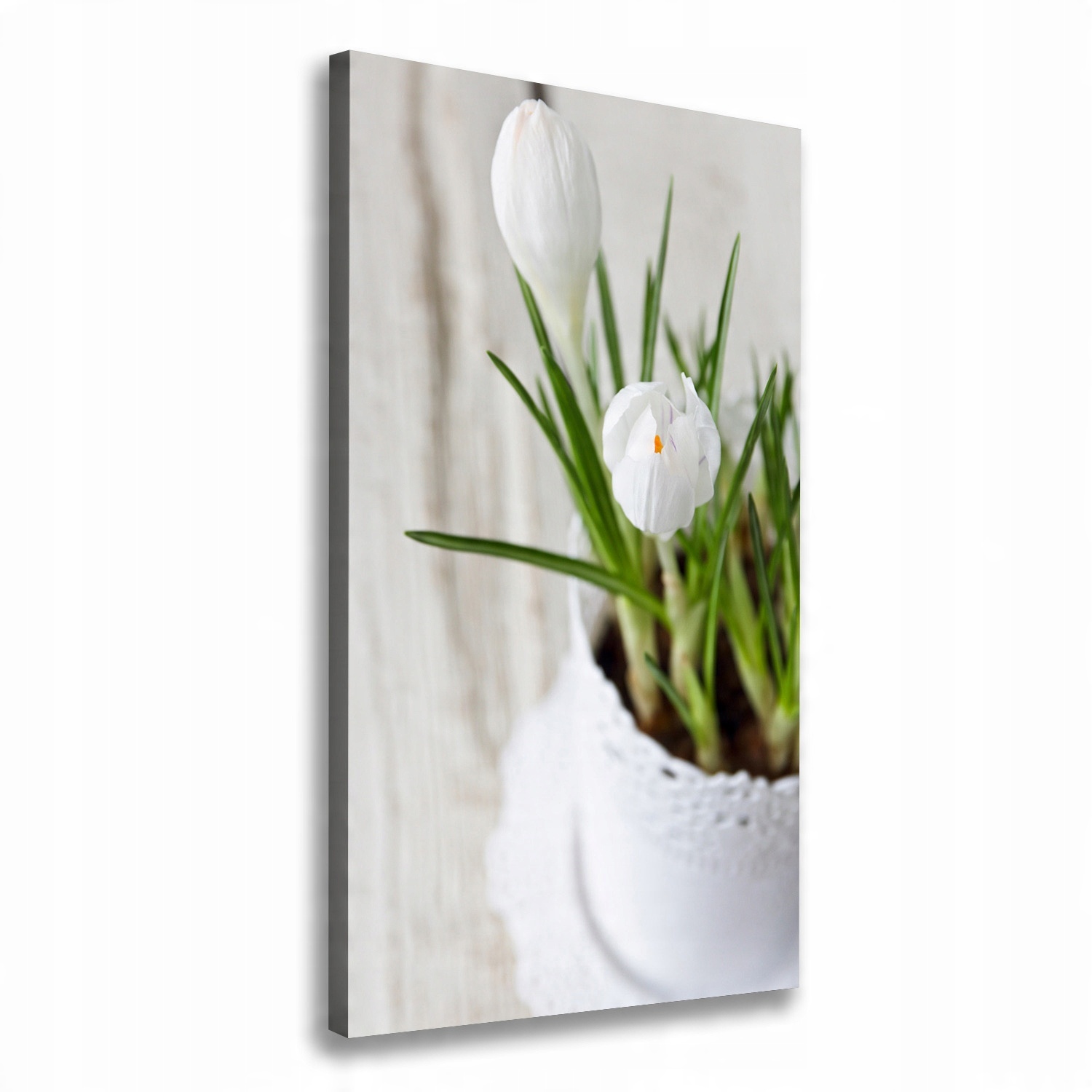 

Foto obraz na płótnie Białe krokusy 50x100 cm