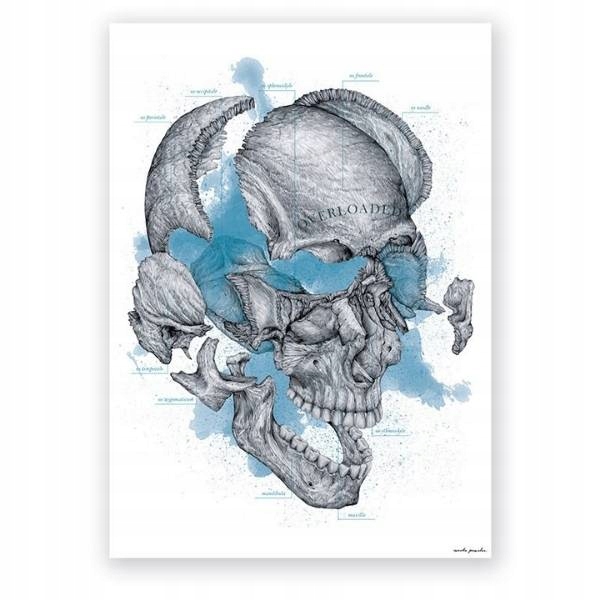 Plansza tablica anatomiczna czaszka Overloaded