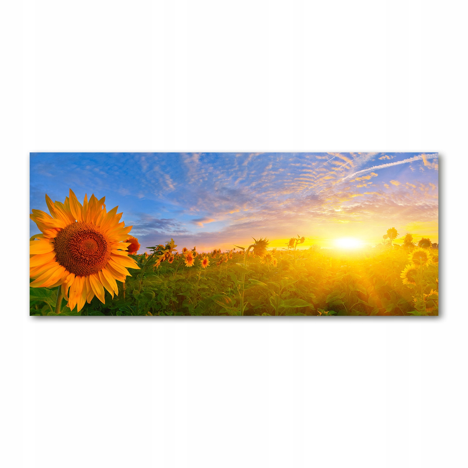 

Foto obraz szkło akryl Pole słoneczników 125x50 cm